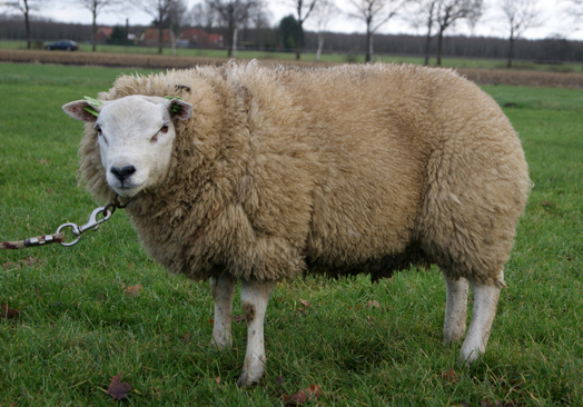 Texelaarram NL 04144-02510