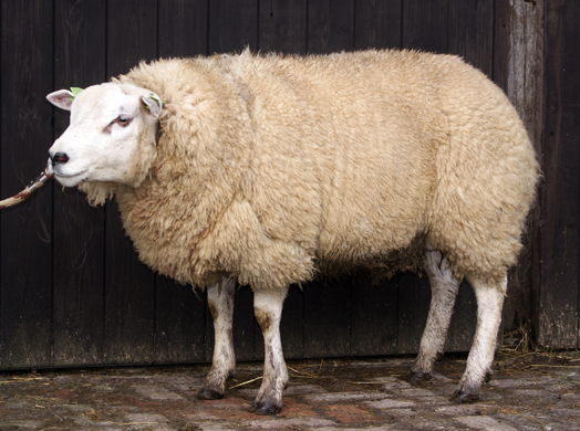 Texelaarram NL 04144-02510