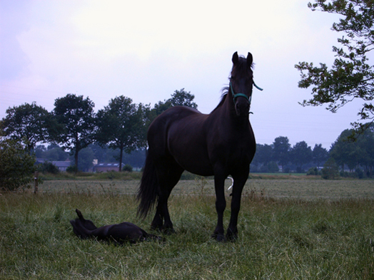 Fries paard met veulen