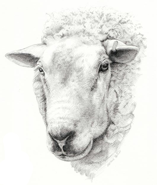 Tekening van M. Phillips (2009) Tekening van M. Phillips (2009)